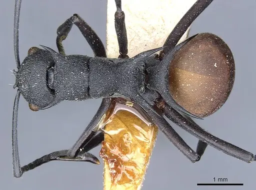 Polyrhachis fortis specimen