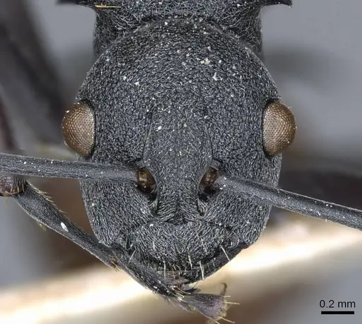 Polyrhachis fortis specimen