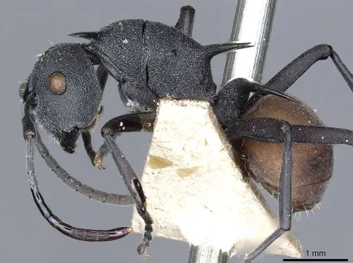 Polyrhachis fortis specimen