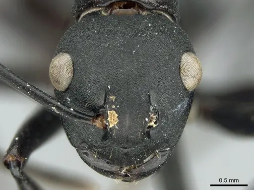 Polyrhachis frauenfeldi specimen