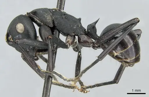 Polyrhachis frauenfeldi specimen