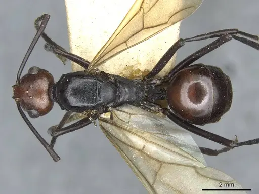 Polyrhachis frauenfeldi - CASENT0910793