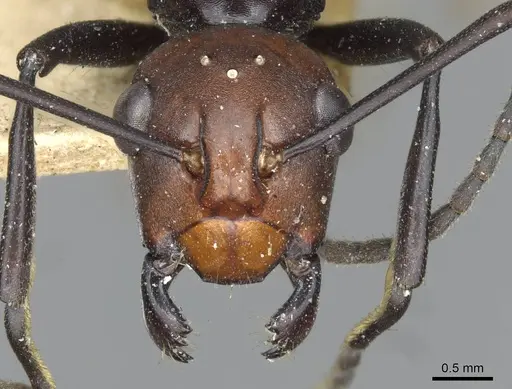 Polyrhachis frauenfeldi - CASENT0910793