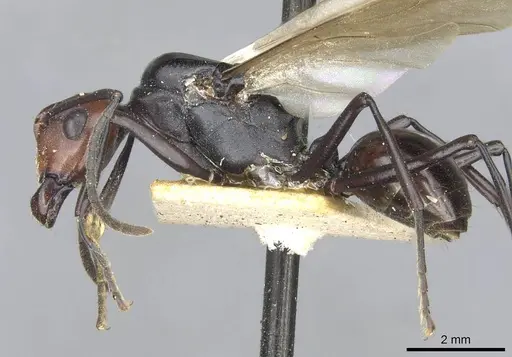 Polyrhachis frauenfeldi - CASENT0910793