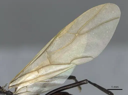 Polyrhachis frauenfeldi - CASENT0910793