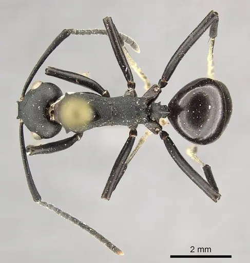 Polyrhachis frauenfeldi - CASENT0915820