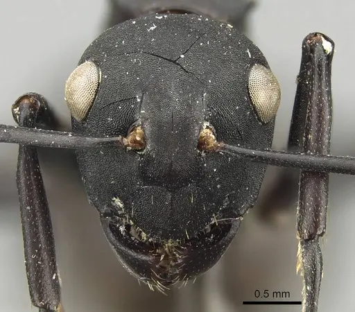 Polyrhachis frauenfeldi - CASENT0915820