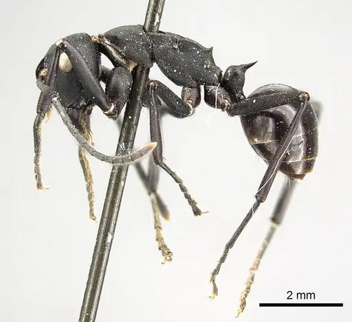 Polyrhachis frauenfeldi - CASENT0915820