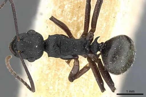 Polyrhachis fruhstorferi specimen