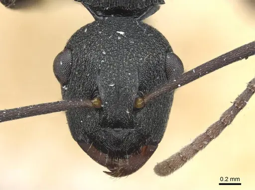 Polyrhachis fruhstorferi specimen