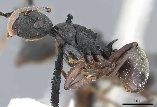 Polyrhachis fruhstorferi specimen