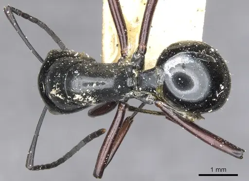 Polyrhachis fulakora specimen