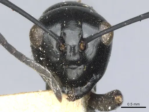 Polyrhachis fulakora specimen