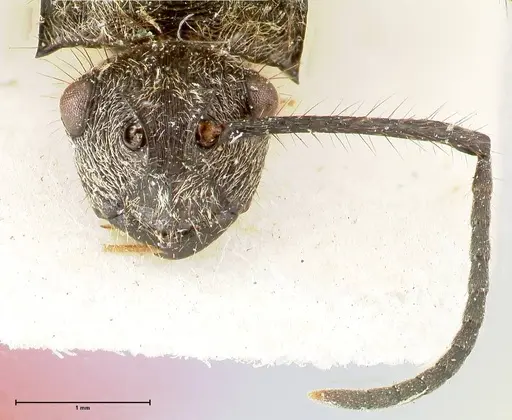 Polyrhachis fulgens specimen