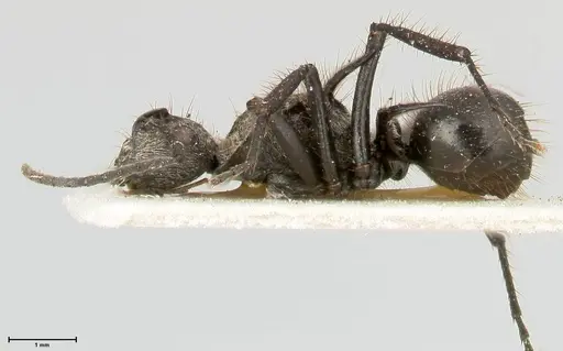 Polyrhachis fulgens specimen