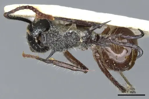 Polyrhachis furcata specimen