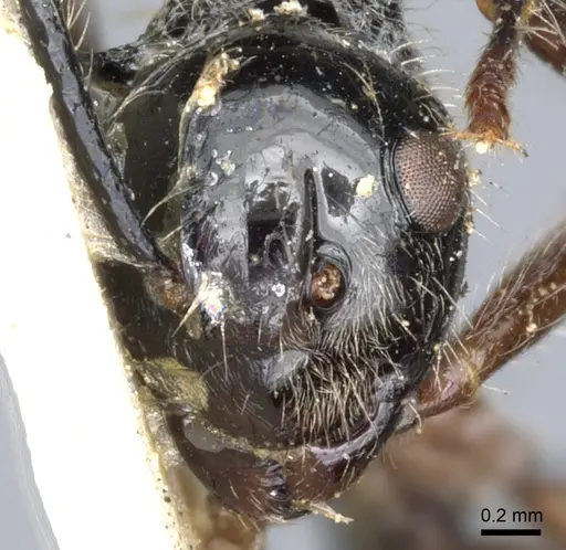 Polyrhachis furcata specimen