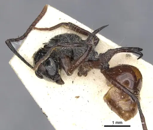 Polyrhachis furcata specimen