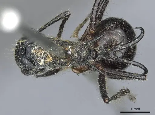 Polyrhachis furcata - CASENT0910864