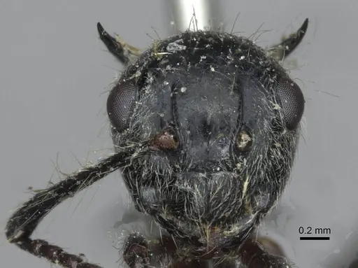 Polyrhachis furcata - CASENT0910864
