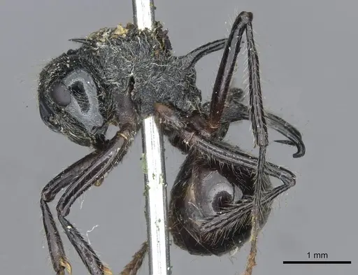 Polyrhachis furcata - CASENT0910864