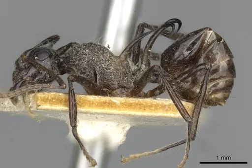 Polyrhachis furcata - CASENT0910865