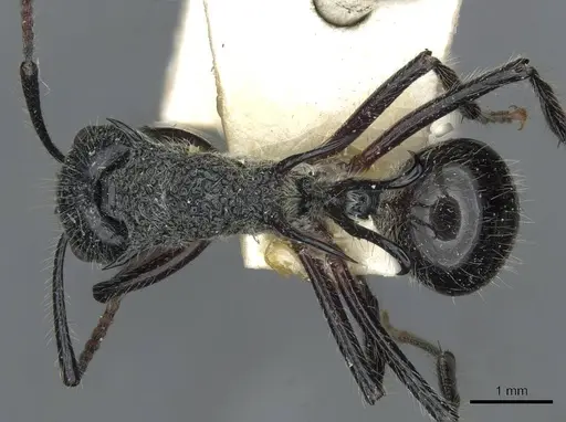 Polyrhachis furcata - CASENT0910867