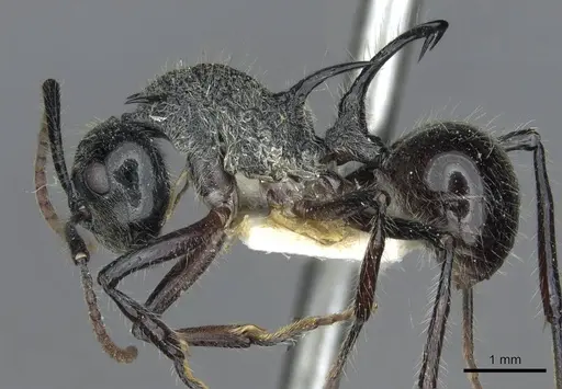 Polyrhachis furcata - CASENT0910867