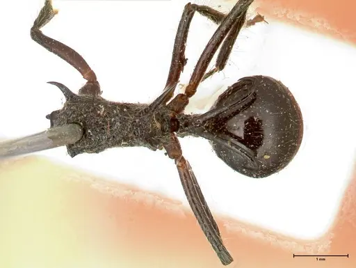 Polyrhachis furcata - FOCOL0571