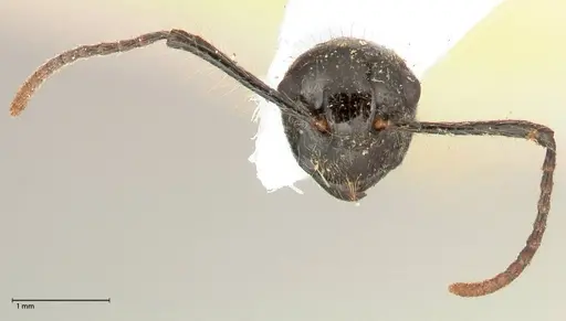 Polyrhachis furcata - FOCOL0571