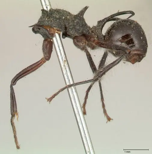 Polyrhachis furcata - FOCOL0571