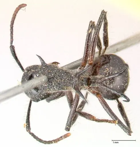Polyrhachis furcata - FOCOL0572