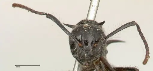 Polyrhachis furcata - FOCOL0572