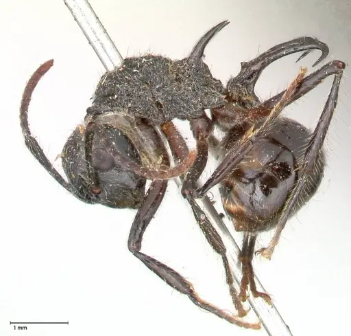 Polyrhachis furcata - FOCOL0572