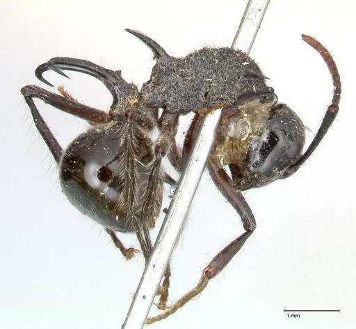 Polyrhachis furcata - FOCOL0572