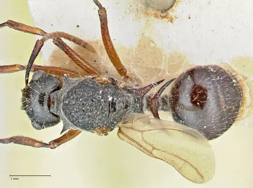 Polyrhachis furcata - FOCOL2653