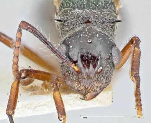 Polyrhachis furcata - FOCOL2653