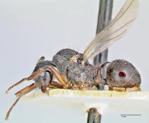 Polyrhachis furcata - FOCOL2653