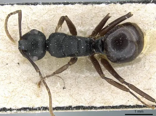 Polyrhachis furcula specimen