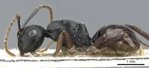Polyrhachis furcula specimen