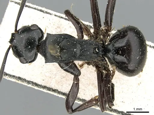 Polyrhachis fuscipes specimen