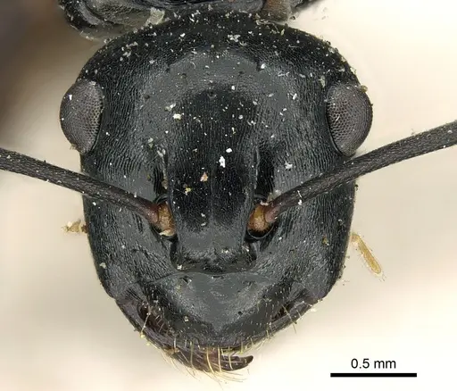 Polyrhachis fuscipes specimen