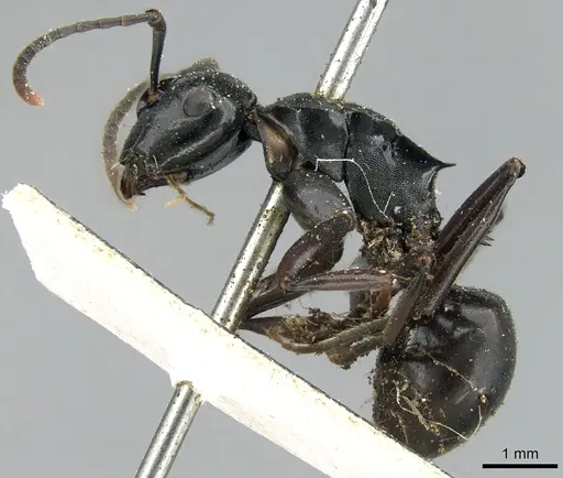 Polyrhachis fuscipes specimen