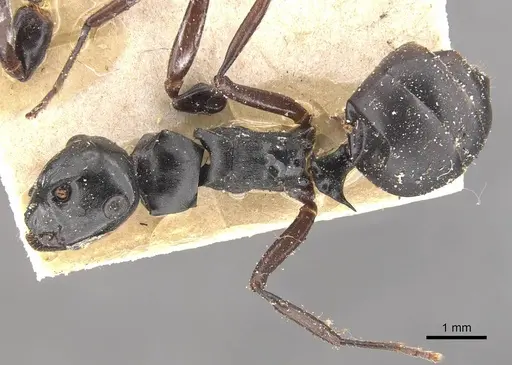 Polyrhachis fuscipes - CASENT0910771
