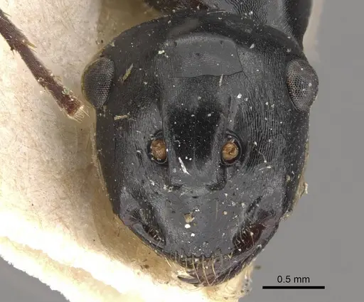 Polyrhachis fuscipes - CASENT0910771