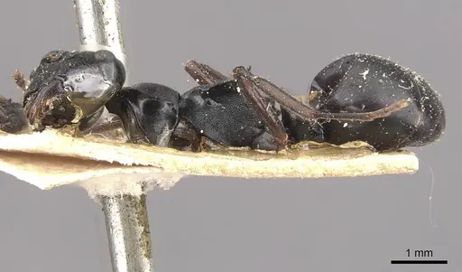 Polyrhachis fuscipes - CASENT0910771