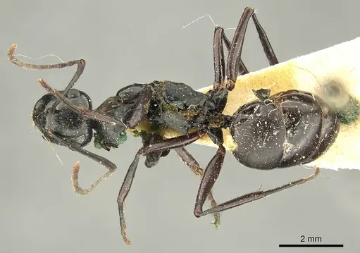 Polyrhachis fuscipes - CASENT0915612