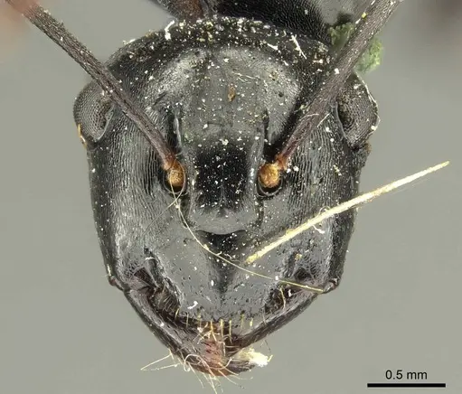 Polyrhachis fuscipes - CASENT0915612
