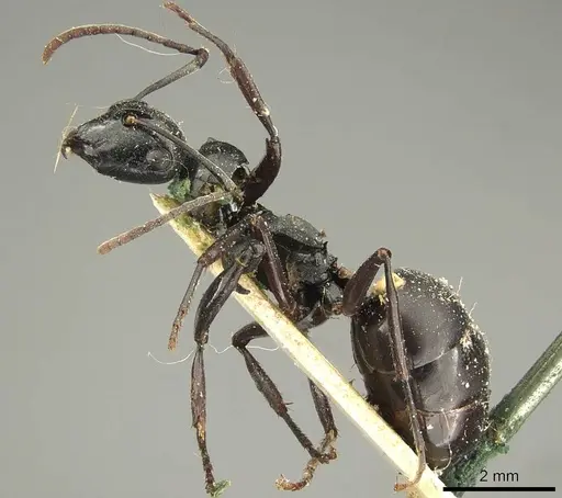 Polyrhachis fuscipes - CASENT0915612