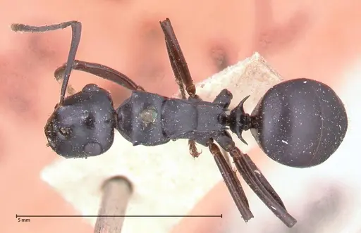 Polyrhachis fuscipes - FOCOL0576